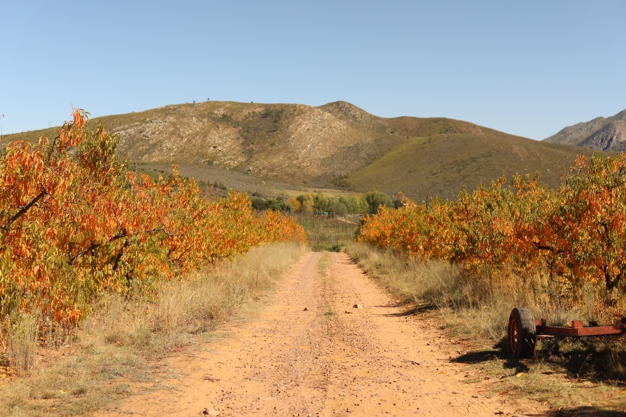 0 Bedroom Property for Sale in Haarlem Western Cape